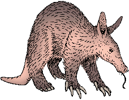 Illustration of aardvark