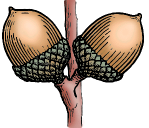 Illustration of acorn