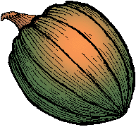 Illustration of acorn squash