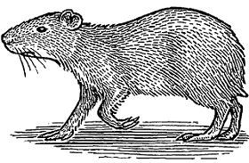 Illustration of agouti