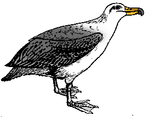 Illustration of albatross