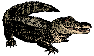 Illustration of alligator