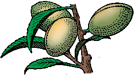 Illustration of almond