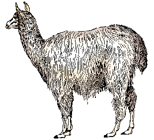 Illustration of alpaca