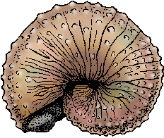 Illustration of ammonite