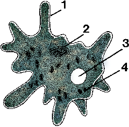Illustration of amoeba