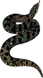 Illustration of anaconda