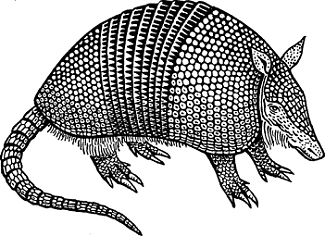 Illustration of armadillo