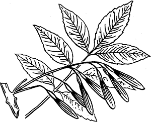 Illustration of ash
