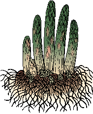 Illustration of asparagus