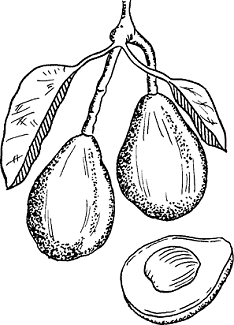 Illustration of avocado