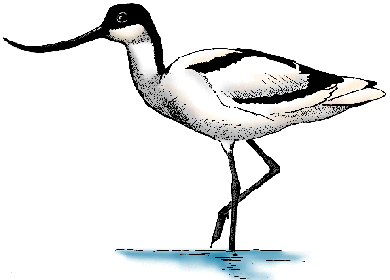 Illustration of avocet