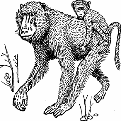 Illustration of baboon