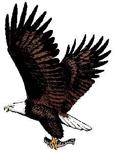 Illustration of bald eagle