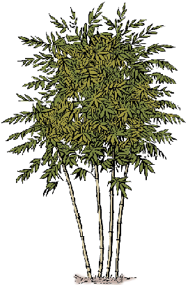 Illustration of bamboo