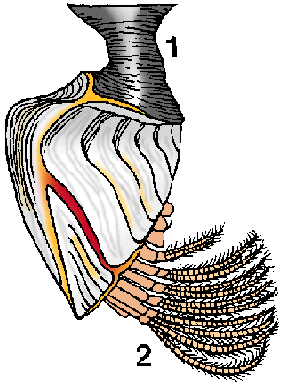 Illustration of barnacle