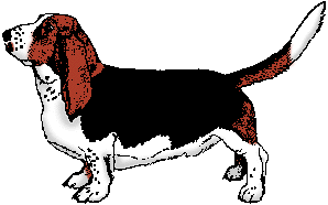 Illustration of basset hound