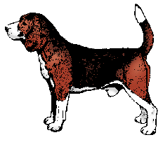 Illustration of beagle