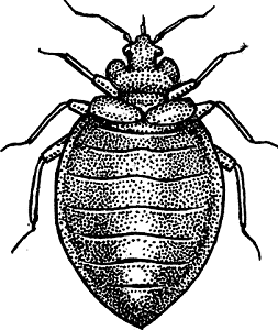 Illustration of bedbug