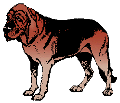 Illustration of bloodhound