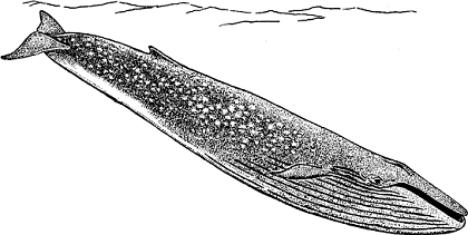 Illustration of blue whale