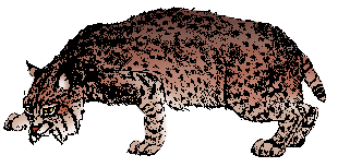 Illustration of bobcat