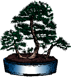 Illustration of bonsai
