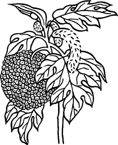 Illustration of breadfruit