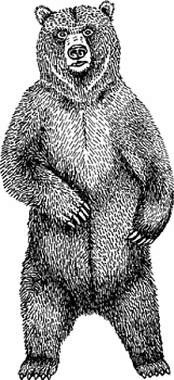 Illustration of brown bear
