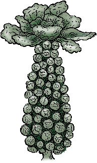 Illustration of brussels sprout