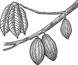Illustration of cacao