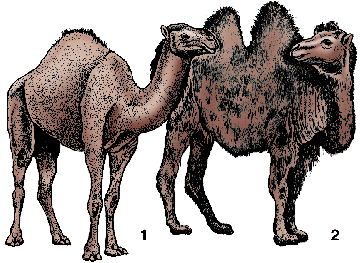 Illustration of camel