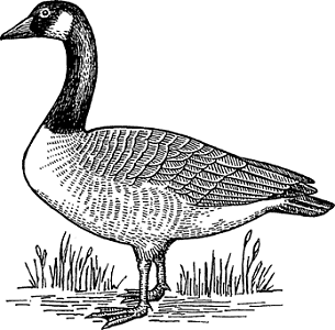 Illustration of canada goose