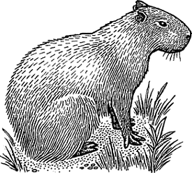 Illustration of capybara