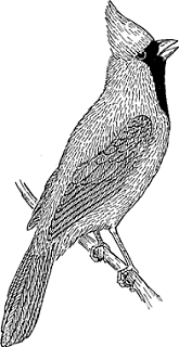 Illustration of cardinal