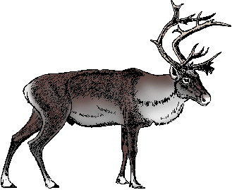Illustration of caribou
