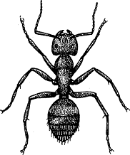 Illustration of carpenter ant