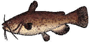 Illustration of catfish