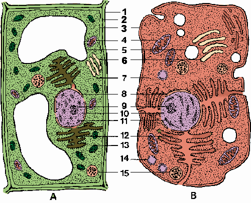 Illustration of cell