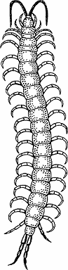 Illustration of centipede