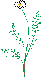 Illustration of chamomile