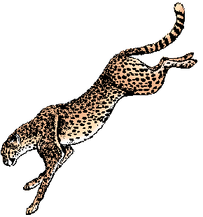 Illustration of cheetah