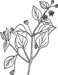 Illustration of chickweed