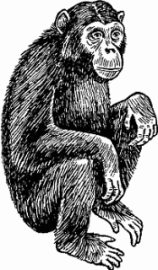 Illustration of chimpanzee