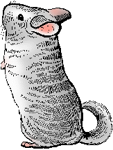 Illustration of chinchilla