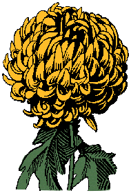 Illustration of chrysanthemum