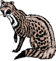 Illustration of civet