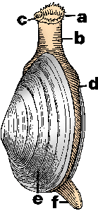 Illustration of clam