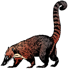 Illustration of coati