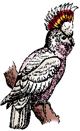 Illustration of cockatoo